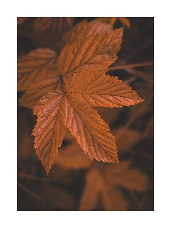 Close Up Leaf Poster 0