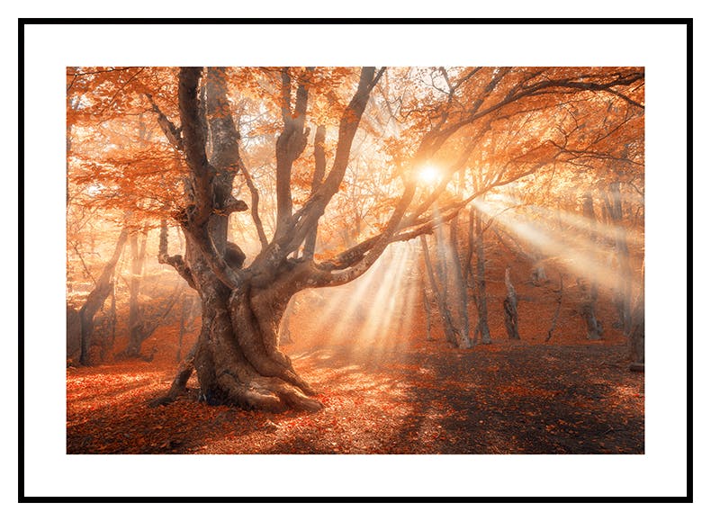 Plakat 'Słońce przez drzewo (21x30 cm) - Poster Store