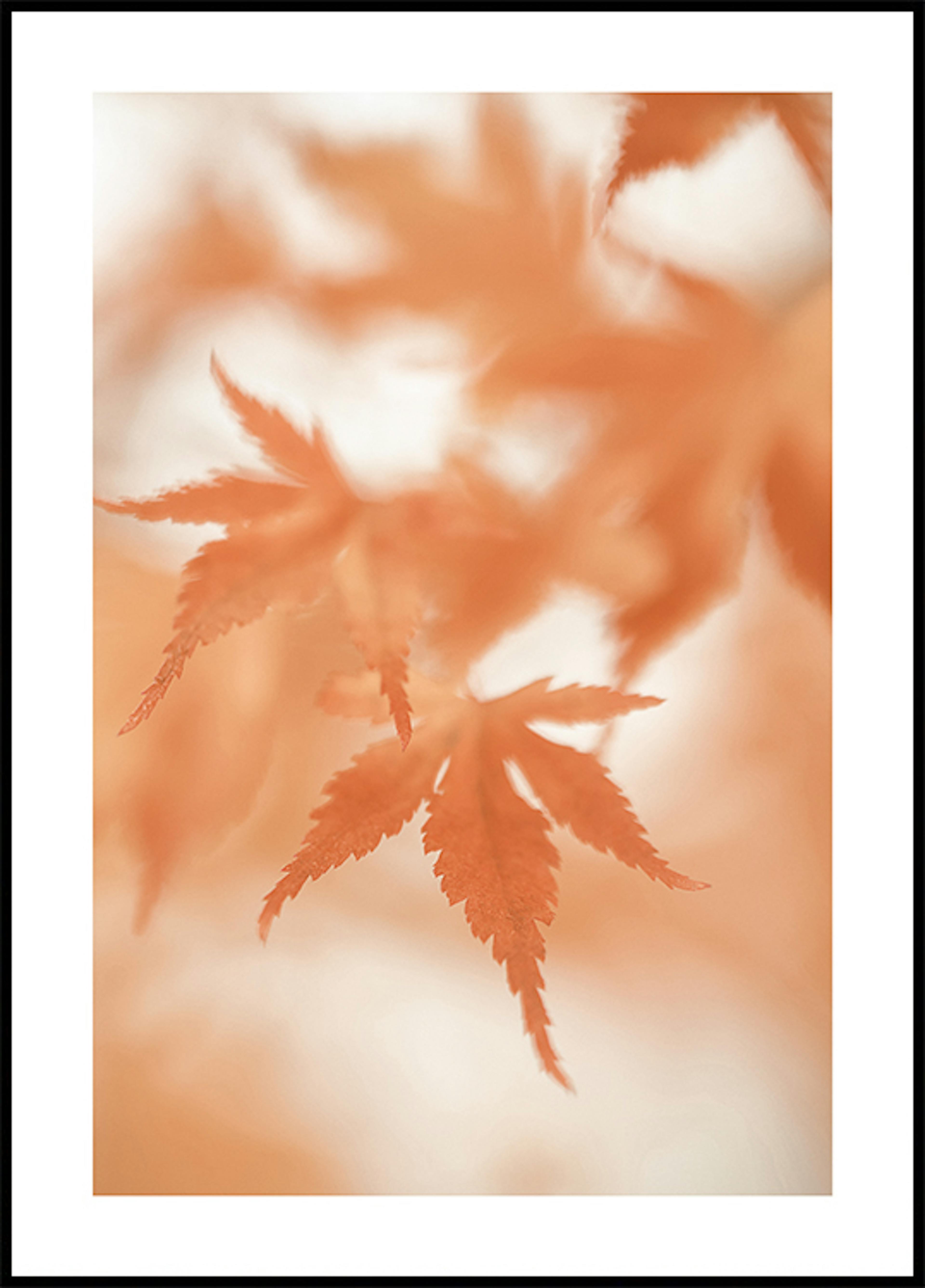 일본 단풍나무 잎 포스터 0