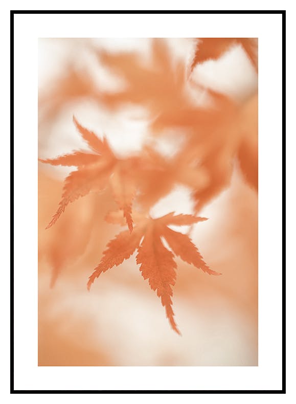 Japanske ahornblade plakat (30x40 cm) - Poster Store