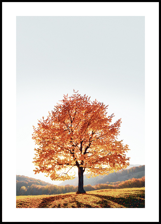 Poster - Nature - Automne - Montagnes - Arbres - Poster mural - Poster  photo - Posters