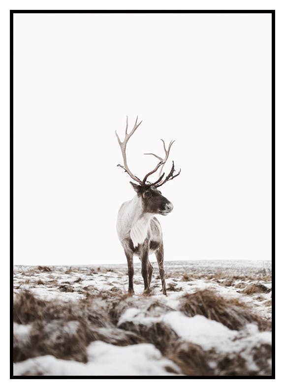 Plakat med rensdyr (50x70 cm) - Poster Store