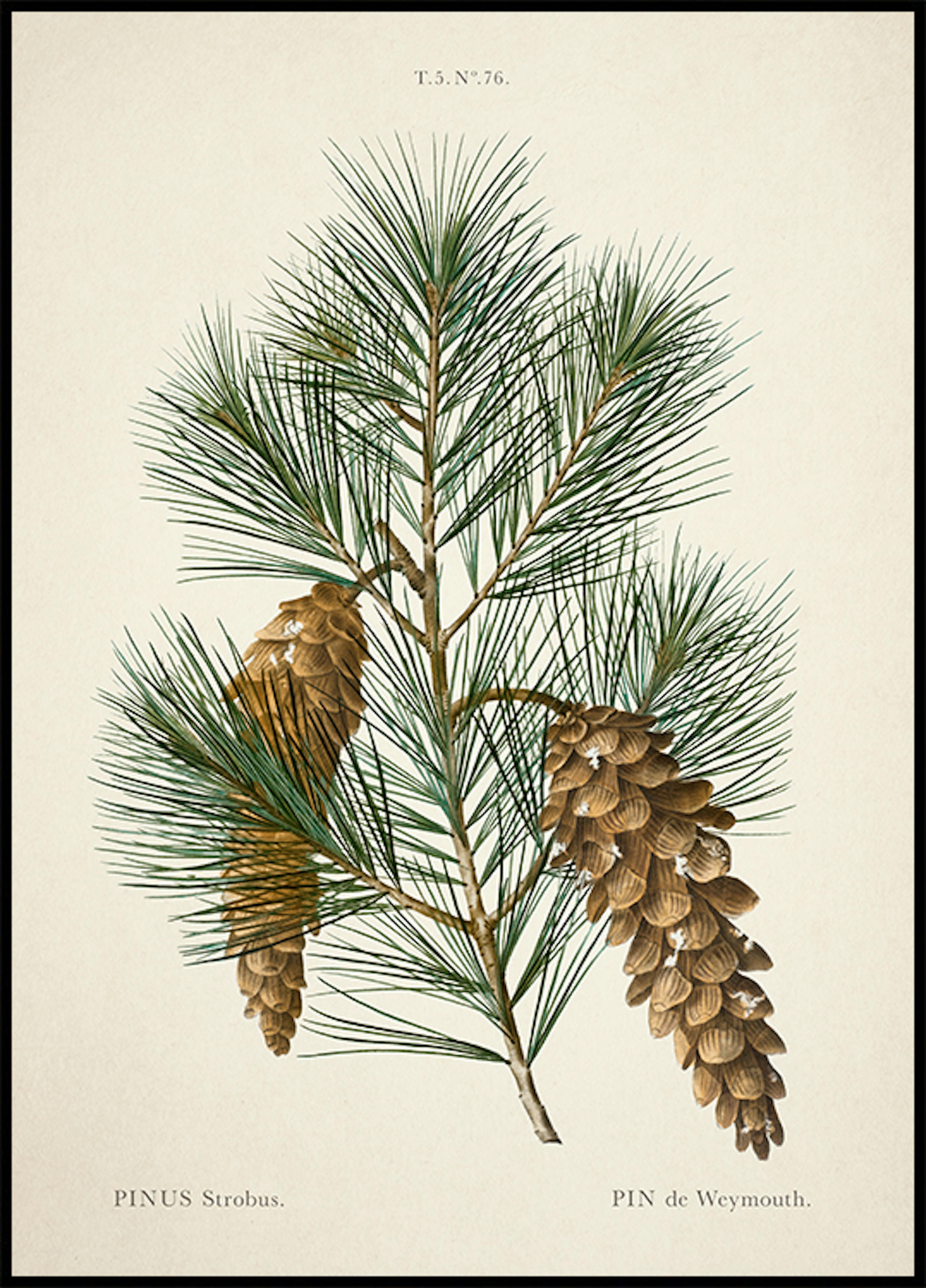 Vintage Pine Poster 0