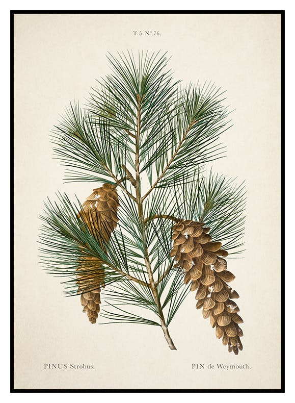 Vintage pijnboomposter (30x40 cm) - Poster Store