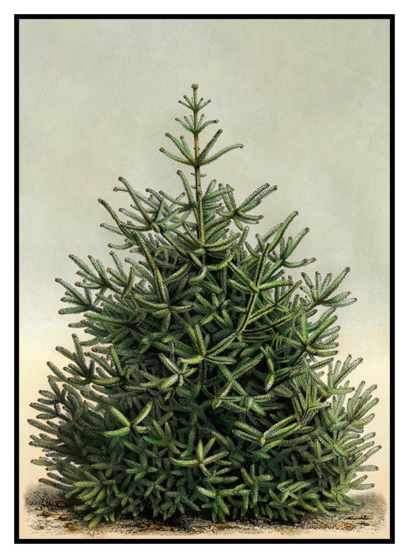 Sapin Vintage Poster - Poster Store