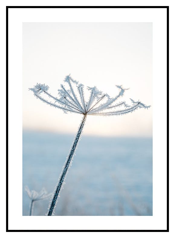 Prints Frosty Flower Poster (50x70 cm) - Poster Store