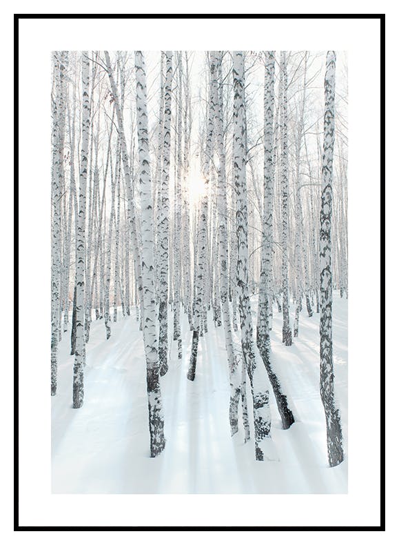 Plakat Śnieżny las brzozowy (21x30 cm) - Poster Store