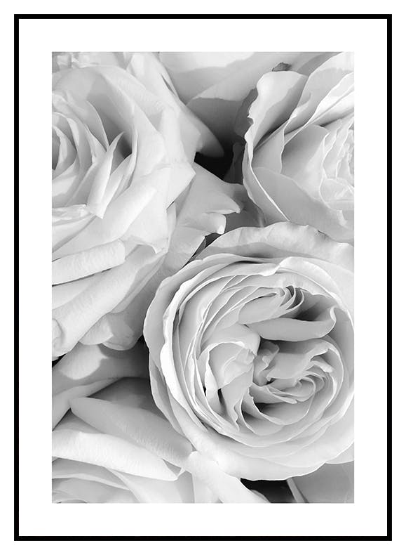 Monokrom roser-plakat (21x30 cm) - Poster Store