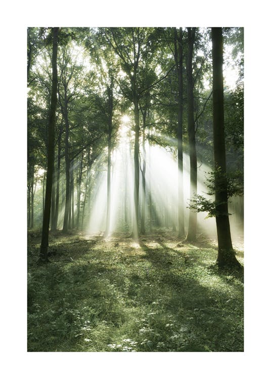 Morgon skog Poster 0