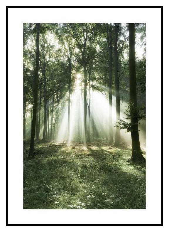Morgon skog Poster (30x40 cm) - Poster Store