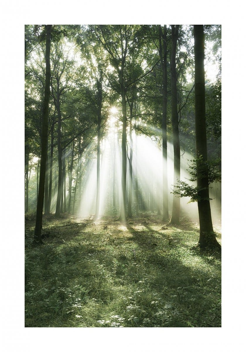 朝の森のポスター 0