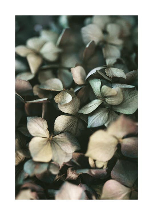 Affiche de l'hortensia vert 0