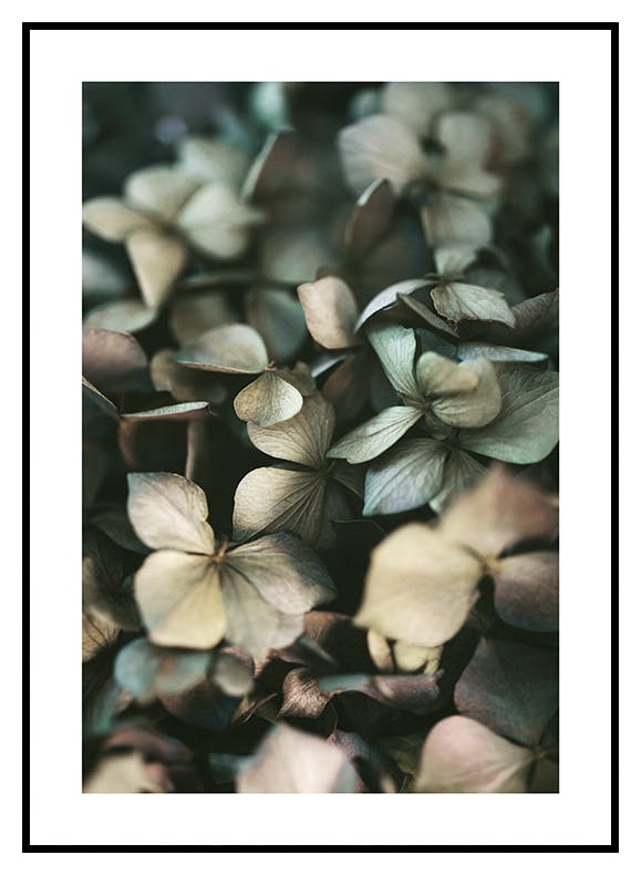 Vihreä Hortensia-juliste (21x30 cm) - Poster Store