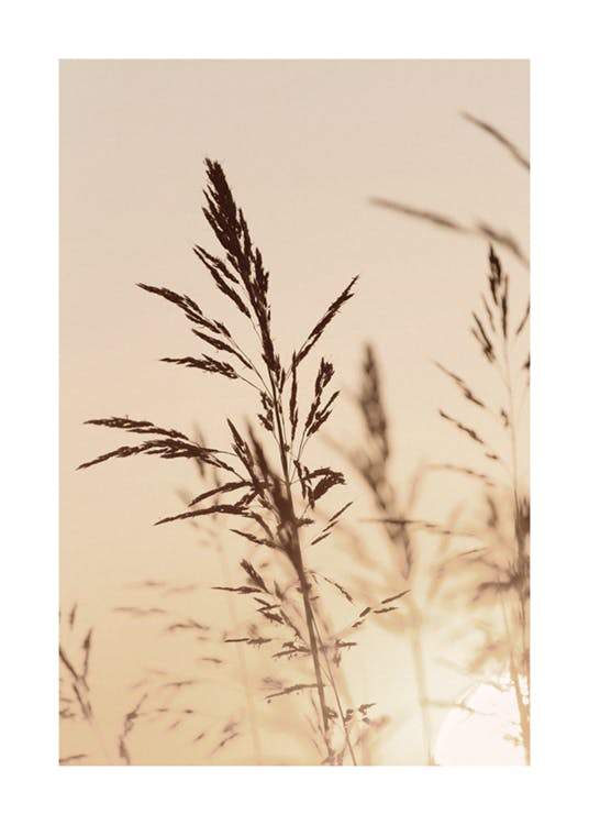 夕日に照らされた植物ポスター 0