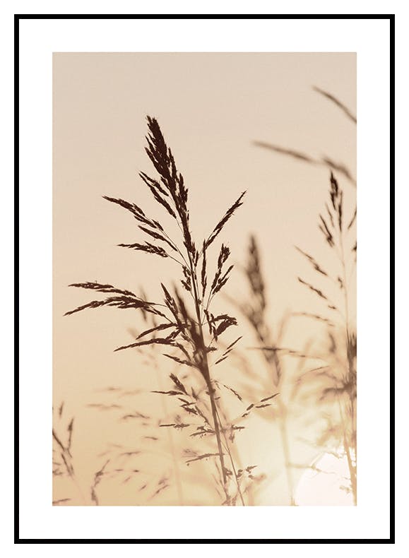 Gras im Licht des Sonnenuntergangs Poster (50x70 cm) - Poster Store
