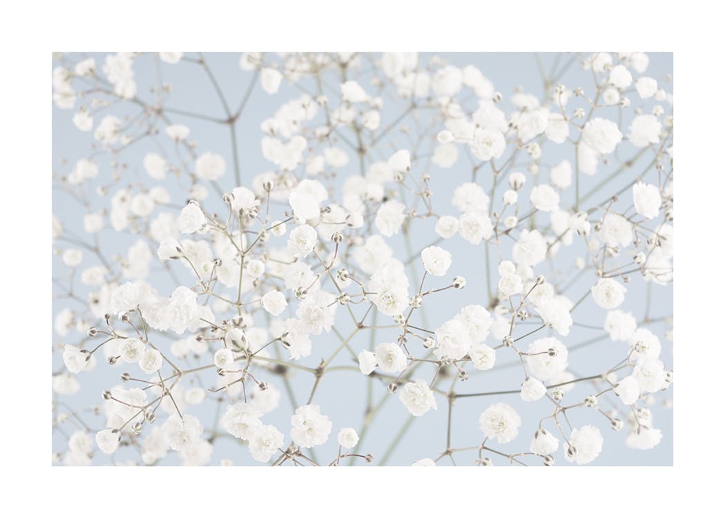 Baby's Breath Flowers Poster 0