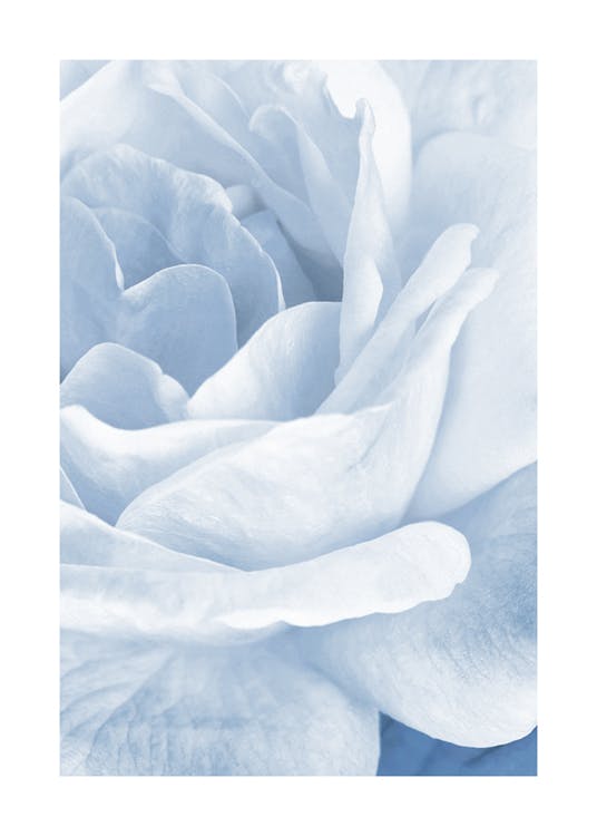 Blå Rose Plakat 0