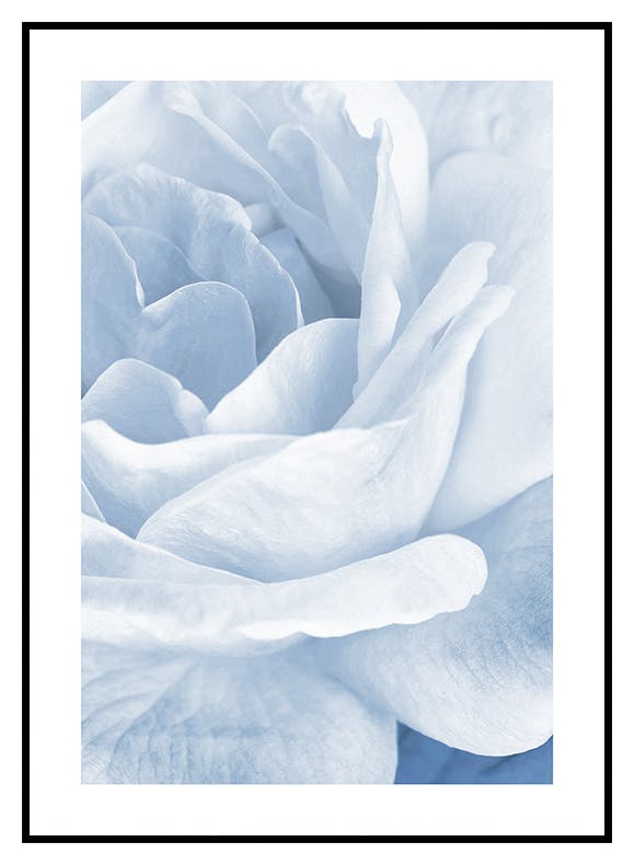 Niebieska róża Plakat (21x30 cm) - Poster Store
