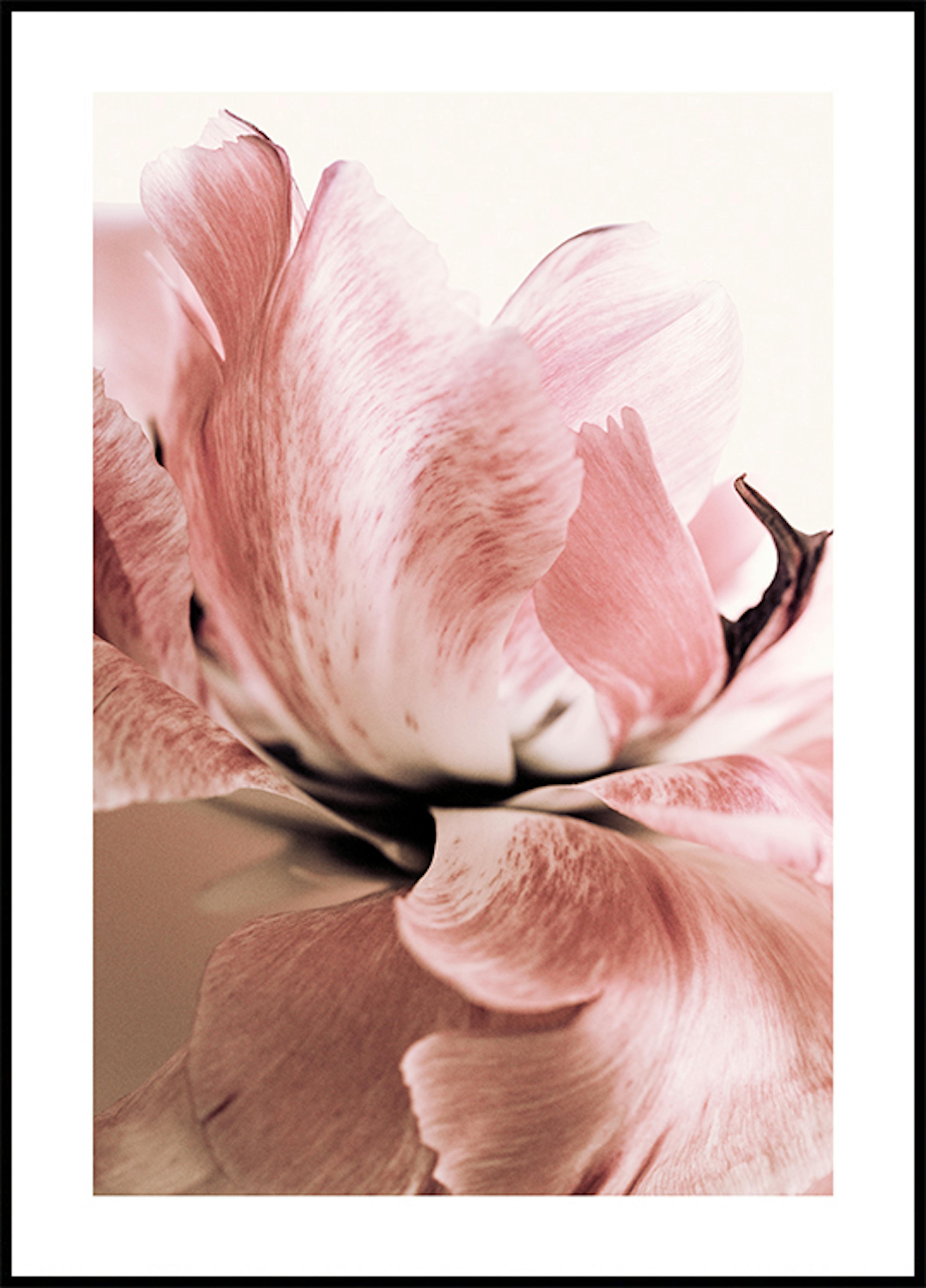 Różowa Lilia Plakat thumbnail