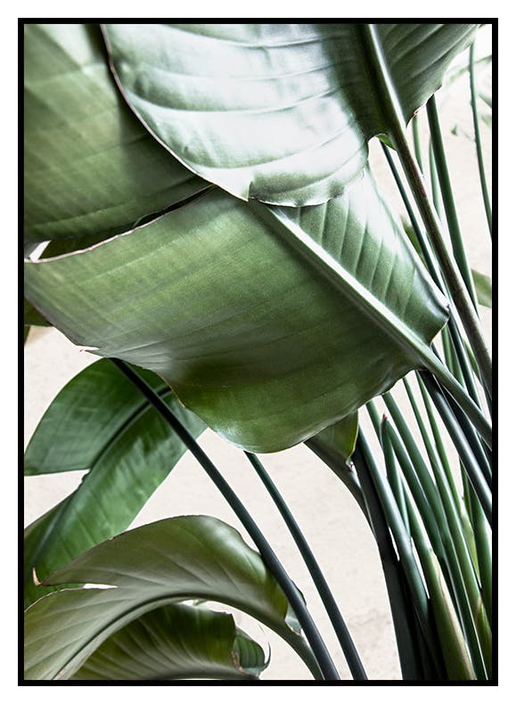 Prints Strelitzia Leaves Poster (30x40 cm) - Poster Store