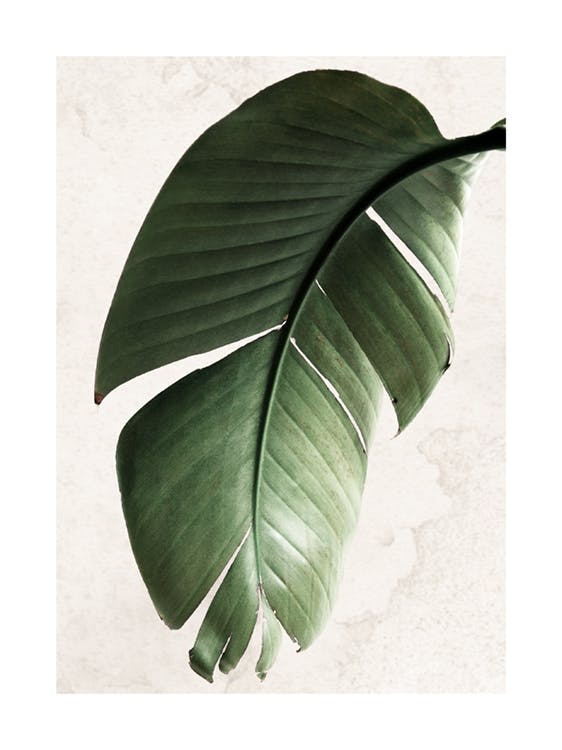 Green Strelitzia Leaf Plakát 0