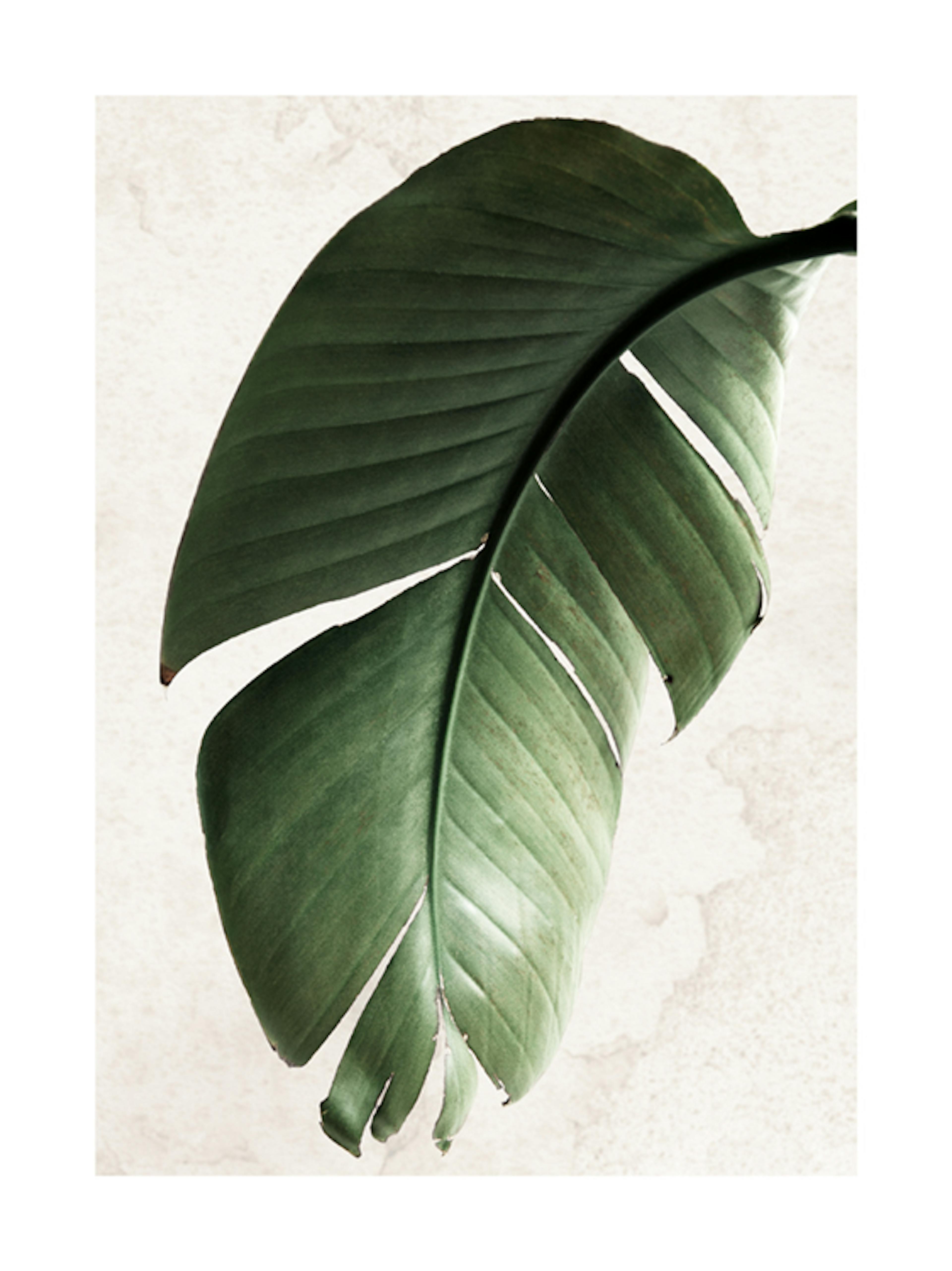 Green Strelitzia Leaf Affiche 0