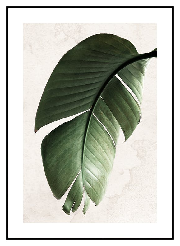 Zielony liść Strelitzii Plakat (30x40 cm) - Poster Store