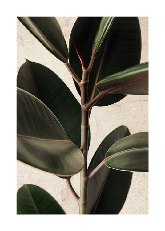 Rubber Plant Poster 0