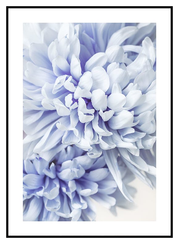 Blue Chrysanthemums Poster (30x40 cm) - Poster Store