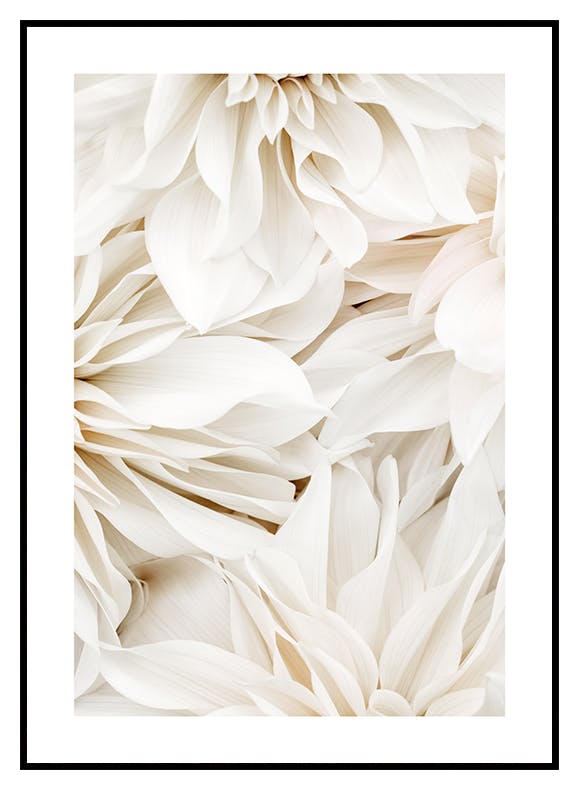 Dahlia Dream No2 plakat (30x40 cm) - Poster Store
