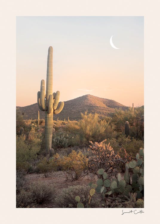 Solnedgang kaktus plakat 0