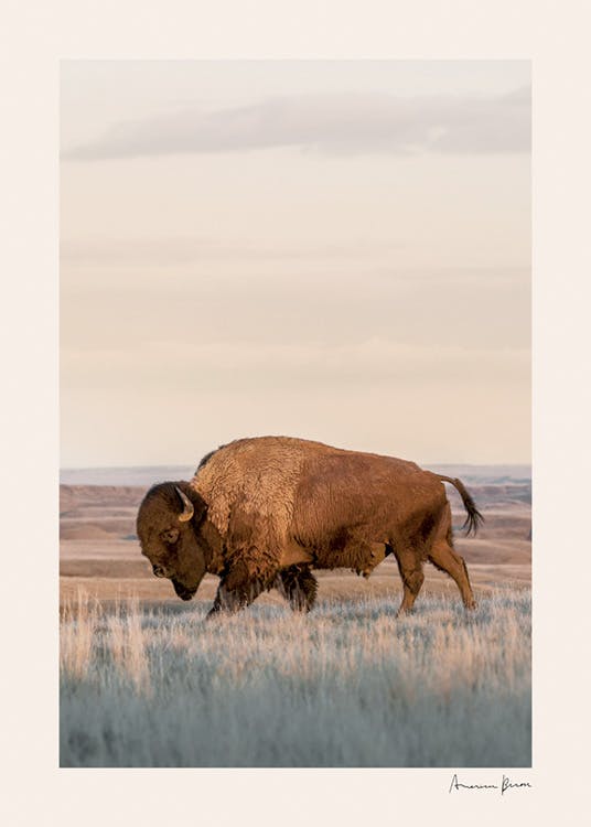 Amerikansk bison-plakat 0