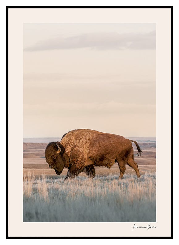 Amerikansk bison-plakat (50x70 cm) - Poster Store