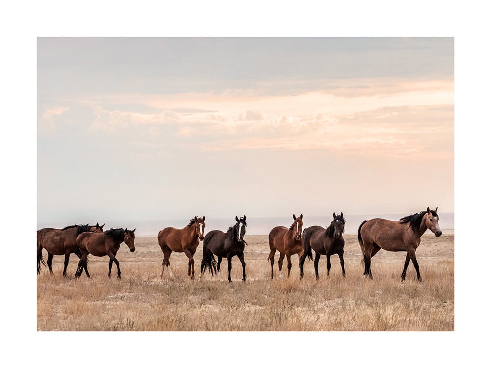 Wilde Paarden bij Zonsondergang Poster 0