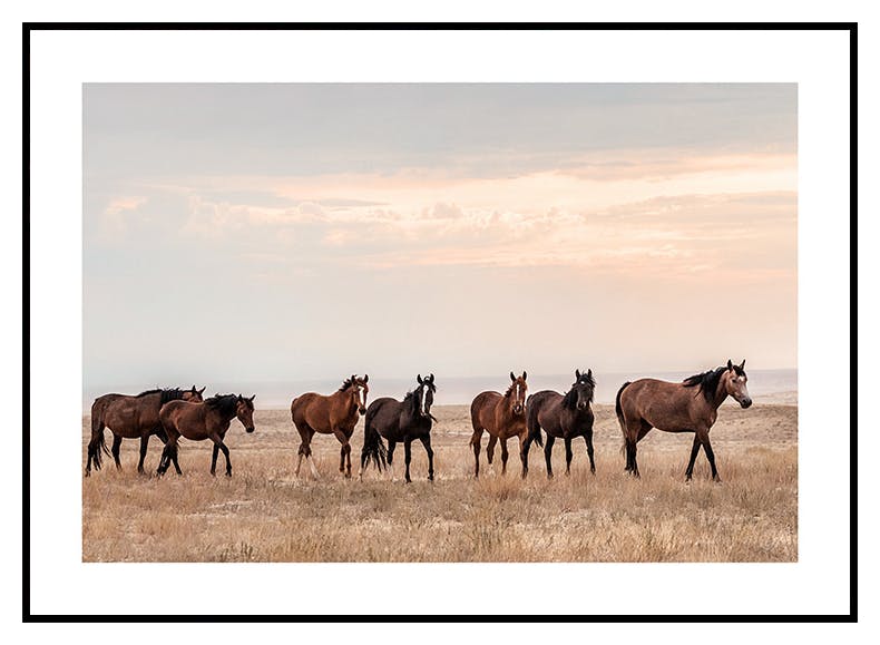 Wild Horses in Sunset Poster (50x70 cm) - Poster Store