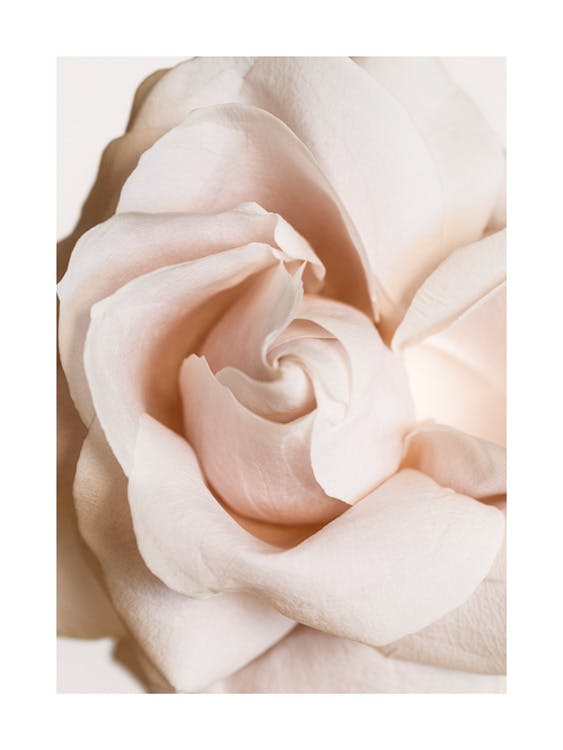 Rosa en flor póster 0
