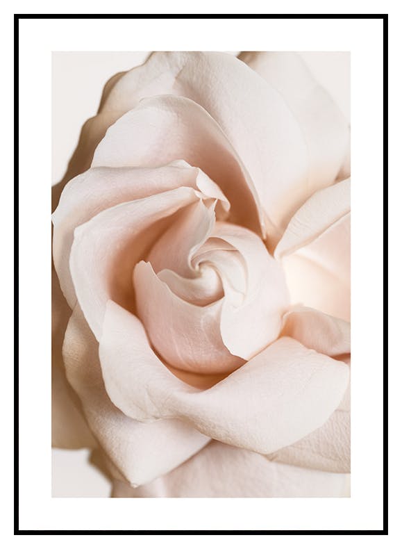 Rose in Bloom Poster (30x40 cm) - Poster Store