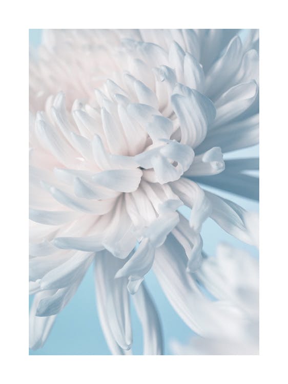 Krysantemum i Pastell Poster 0
