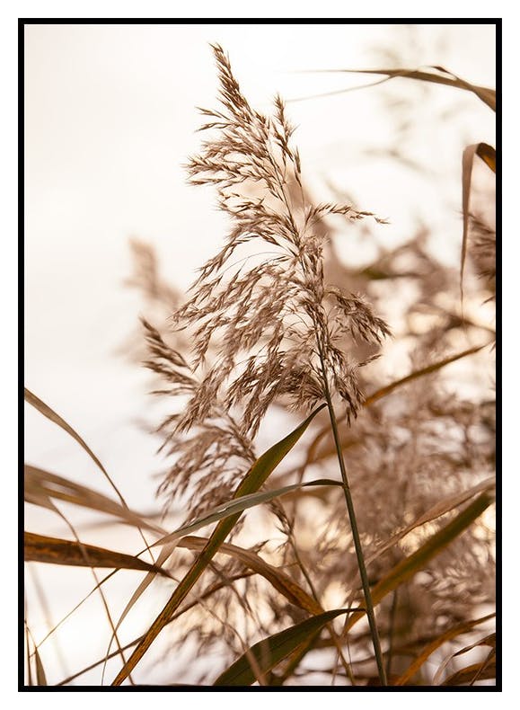 Siv i Soloppgang Plakat (30x40 cm) - Poster Store