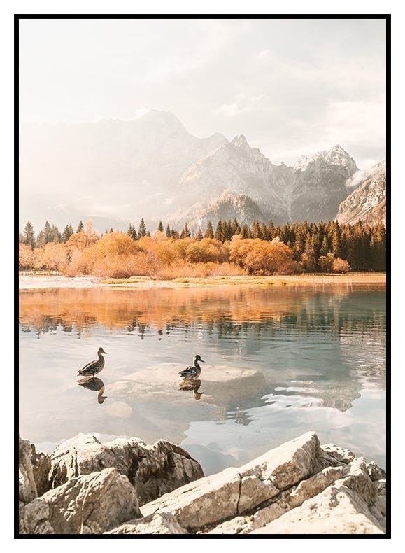 Úszó vadkacsák reggel poszter (50x70 cm) - Poster Store