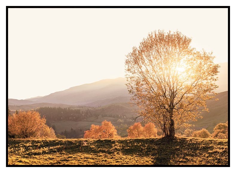 Höstmorgon Poster (50x70 cm) - Poster Store