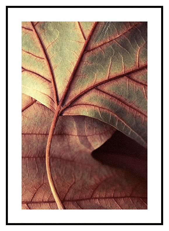 Lønneblader Plakat (30x40 cm) - Poster Store