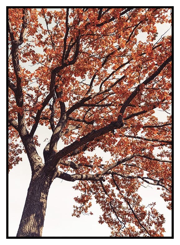 Vörös fakorona poszter (50x70 cm) - Poster Store