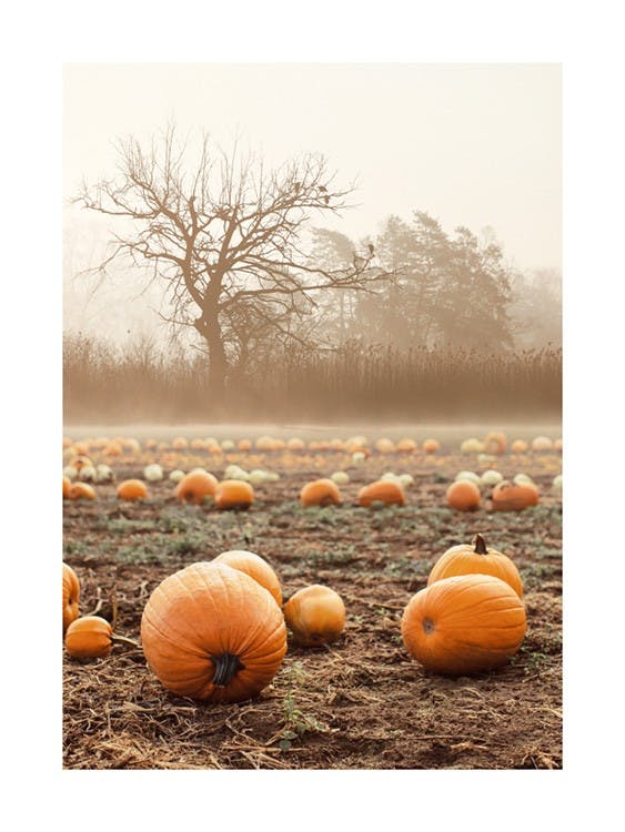 Pumpkin Field Poster 0