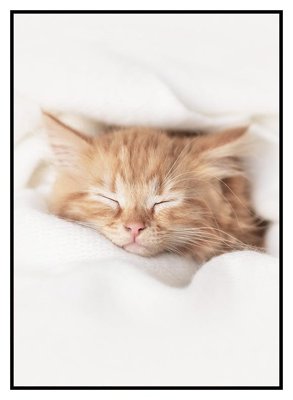 Schlafendes Kätzchen Poster (50x70 cm) - Poster Store