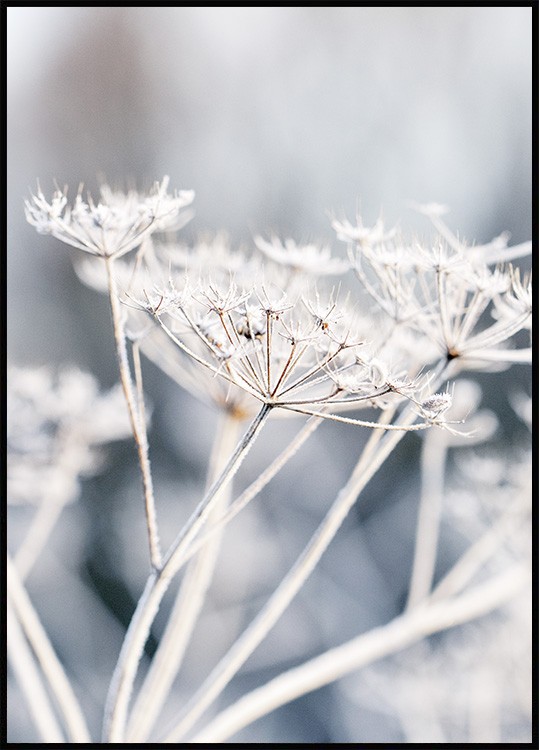 Frozen Flower beauty - floral Poster Icy