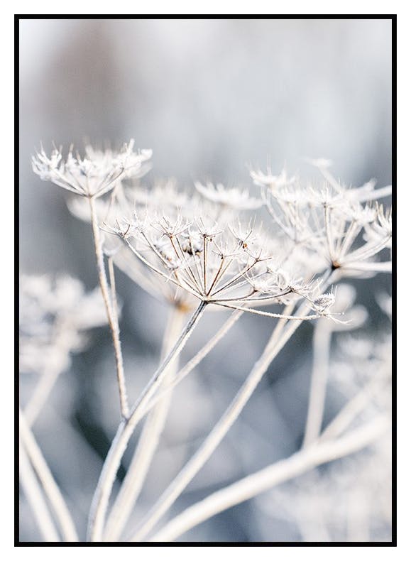 Frosset Blomst Plakat (40x50 cm) - Poster Store