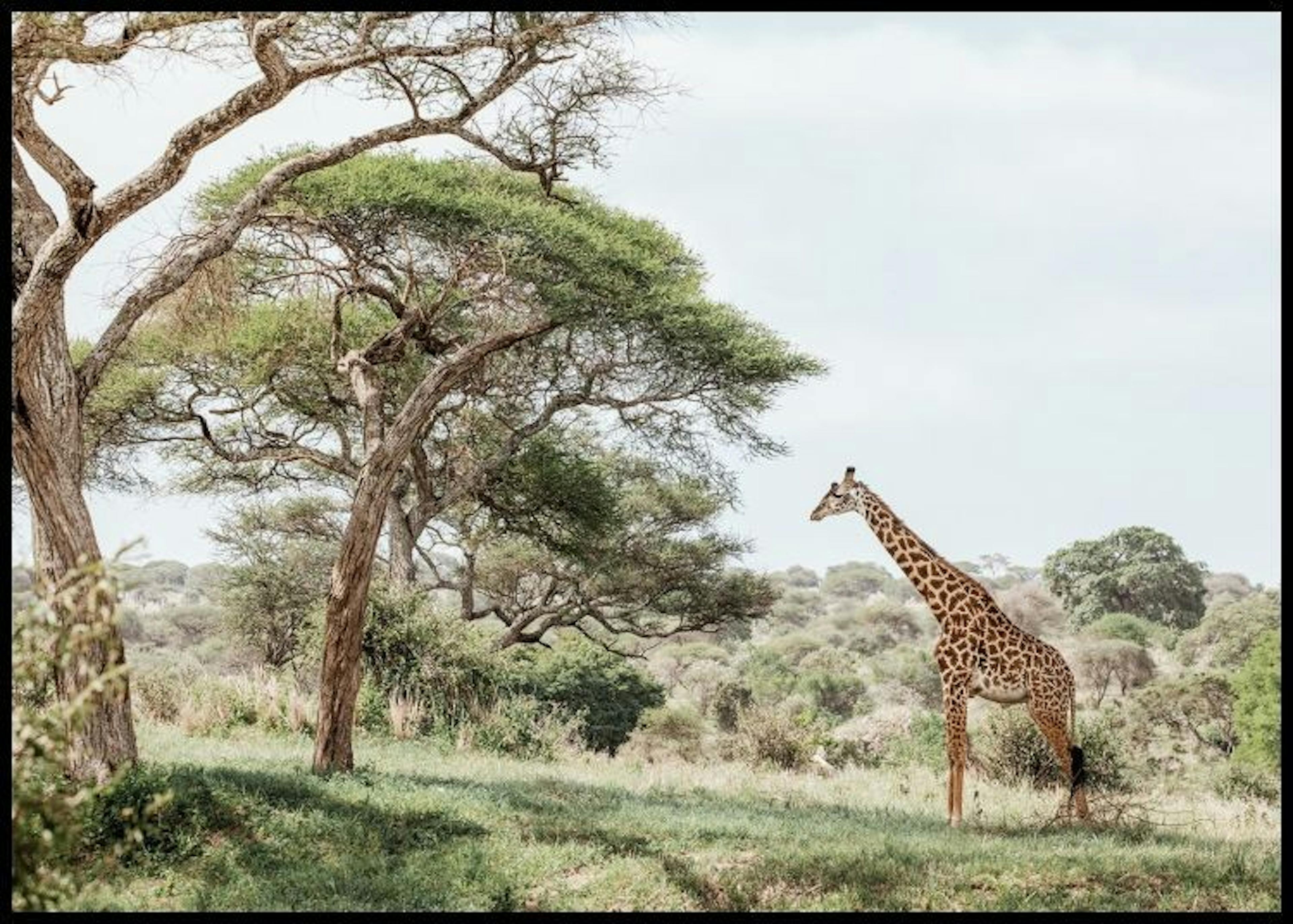 Żyrafa na tle krajobrazu Plakat thumbnail
