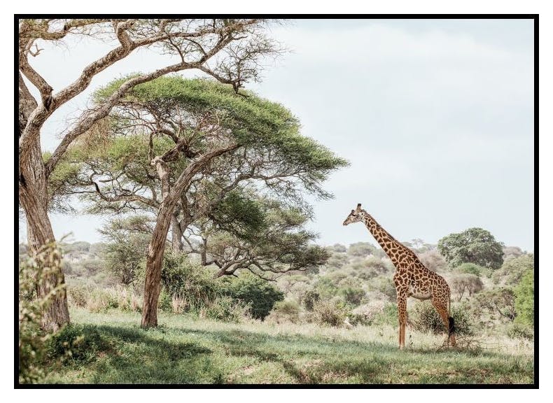 Giraffe in Landschaft Poster (50x70 cm) - Poster Store