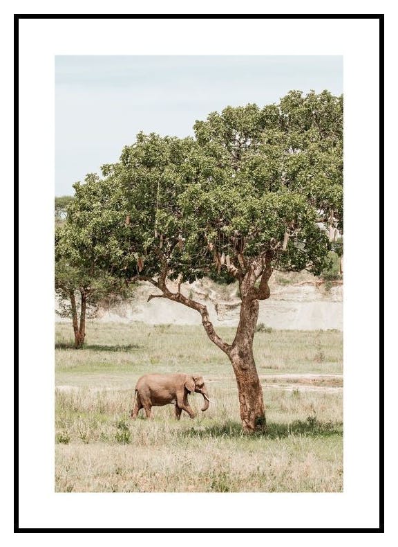 Elefant und Baum Poster (50x70 cm) - Poster Store